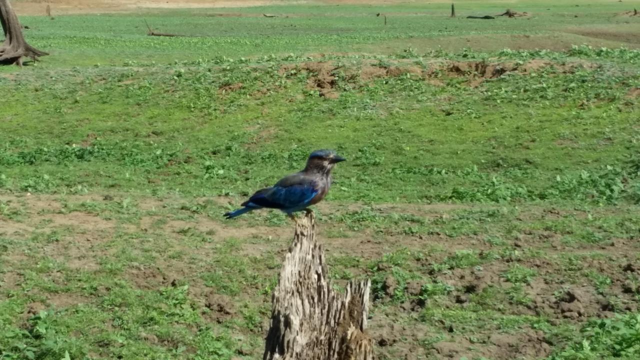Peacock Riverside Uda Walawe Extérieur photo