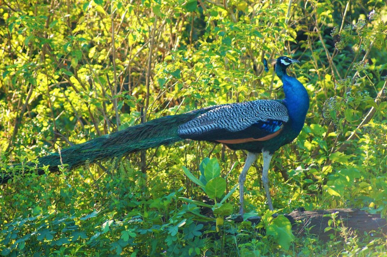 Peacock Riverside Uda Walawe Extérieur photo