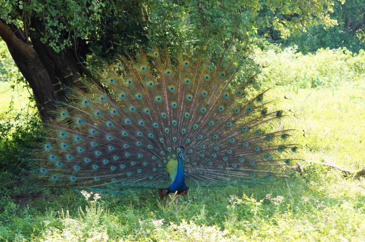 Peacock Riverside Uda Walawe Extérieur photo