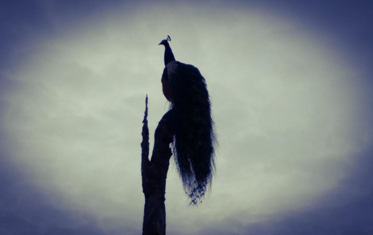 Peacock Riverside Uda Walawe Extérieur photo