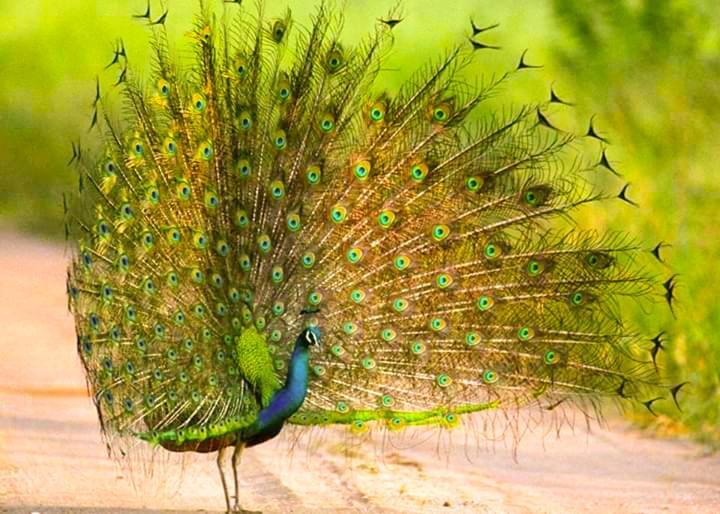 Peacock Riverside Uda Walawe Extérieur photo